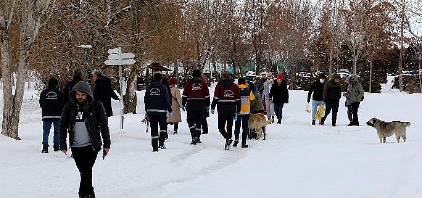 Van Büyükşehir Belediyesi Sokak Köpeklerini ‘Mikroçip’ İle Kayıt Altına Alıyor