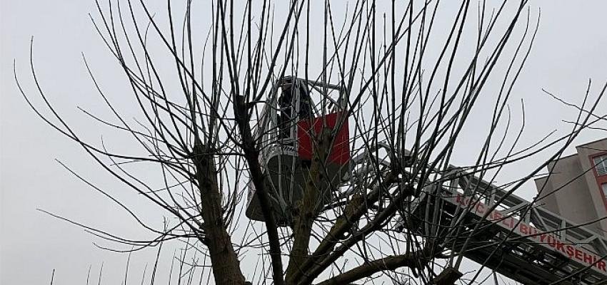 Ağaçta mahsur kalan kediyi itfaiye kurtardı