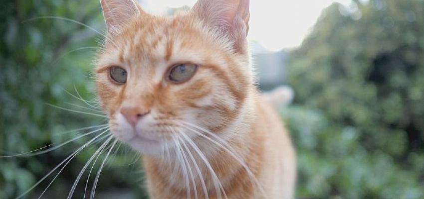 Hepsiburada’dan Dünya Kediler Günü’nde HAYTAP’a anlamlı destek