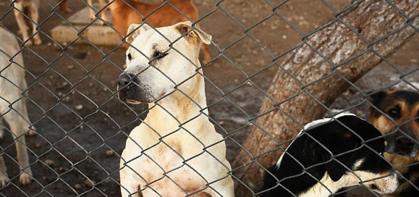 Kemer Belediyesi Sokak Hayvanlarını Korumaya Devam Ediyor