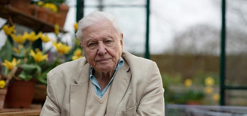 Sir David Attenborough ile Doğal Dünyanın Olağanüstü Seslerini Dinlemeye Davetlisiniz
