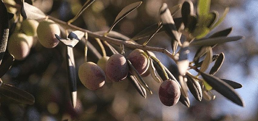 Komili Zeytinyağı, Ayvalık’ta EBRD sponsorluğunda Komili Zeytin ve Zeytinyağı Enstitüsü’nü kuruyor