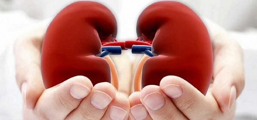 Kronik Hastalıklarınız Varsa Düzenli Böbrek Kontrolü Yaptırmayı İhmal Etmeyin