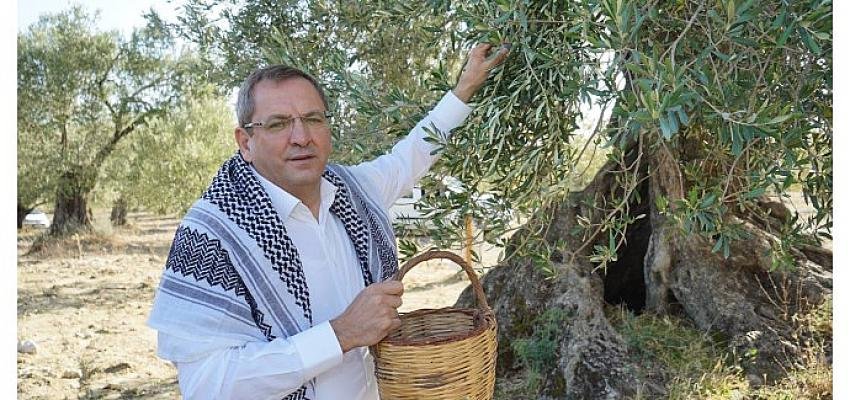 Mesut Ergin, “Zeytin Ağacıma Dokunma”