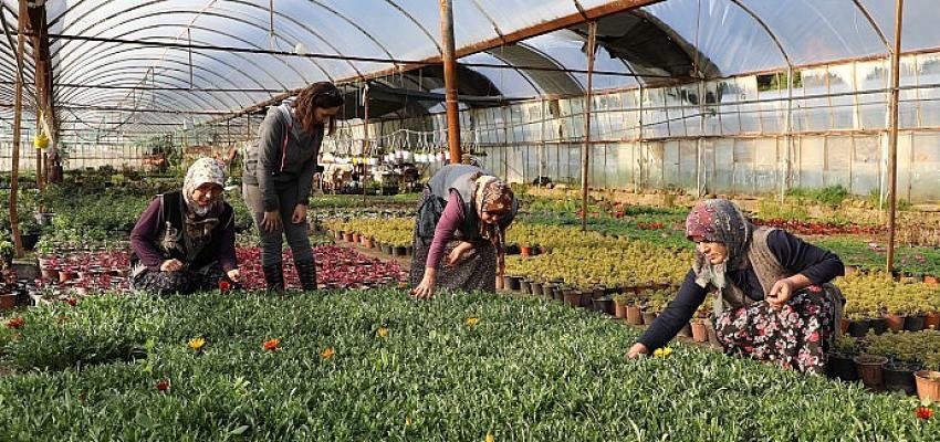 Muğla’da birleşip kooperatif kuran kadınlar, üreterek kazanıyor