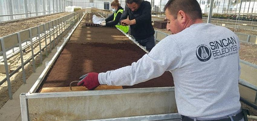 Sincan’da Park ve Bahçeler Seralardan Gelen Çiçeklerle Güzelleşiyor