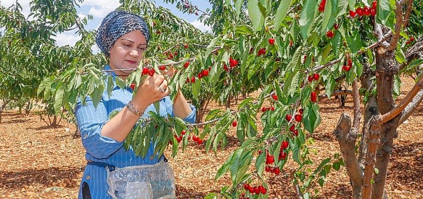 Tüçiad Başkanı Kemal Koçak: “Baib’le Akdeniz bölgesinin kirazını Şanghay’da pazarlıyoruz”