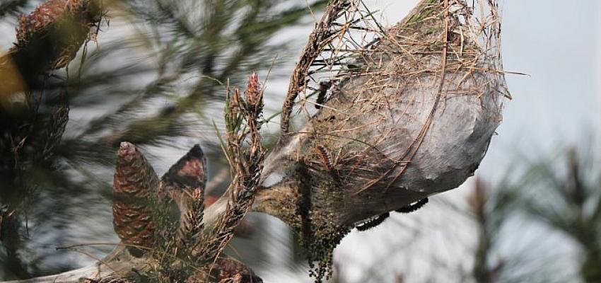 Ağaçlara ve insanlar zarar veren;  Çam kese böceğiyle mücadele başladı