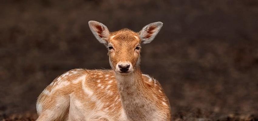 50 ülkenin en iyisi ”ORMANYA”