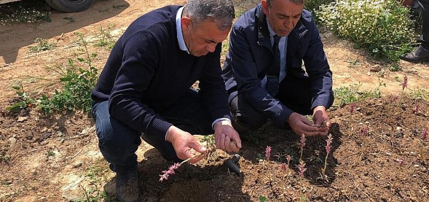 Beydağ Belediyesi Salep Hasadını Gerçekleştirdi