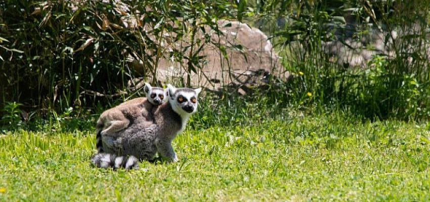 Yavru lemur, Ormanya ailesine katıldı