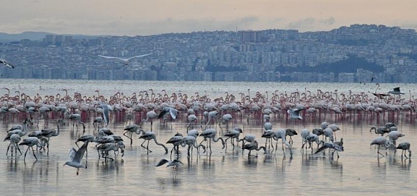 Çiğli’nin “Pembe Misafirlerine” Berlin’den Güzel Haber
