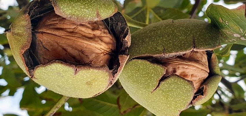 CÜD Eş Başkanı Ömer Ergüder’den altın niteliğinde tavsiyeler Ceviz yetiştirmeye başlayanlar için 5 püf nokta