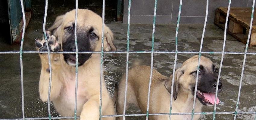 Kaptan, Meraklı, Laki Sadece Birkaç Tanesi  Portalda Yuva Bekleyenler