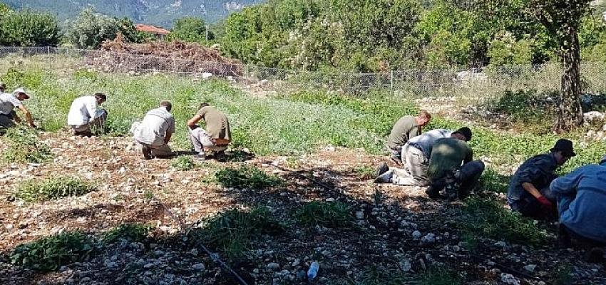 Kemer’deki Lavanta Bitkileri Kendini Göstermeye Başladı