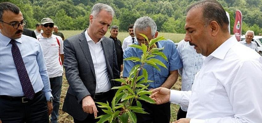 Kestane Yeniden Eski Günlerine Dönecek