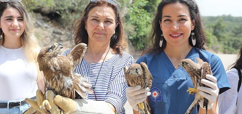 Tedavi edilen yırtıcı kuşlar doğaya bırakıldı