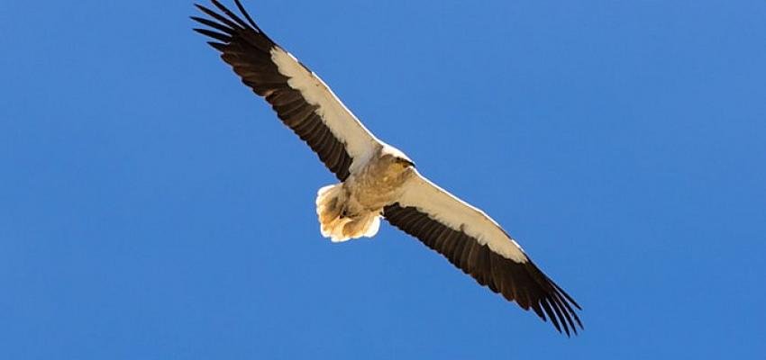 Vaillant “Küçük Akbabaları Koruma Projesi” ile sürdürülebilir geleceğe desteğini sürdürüyor