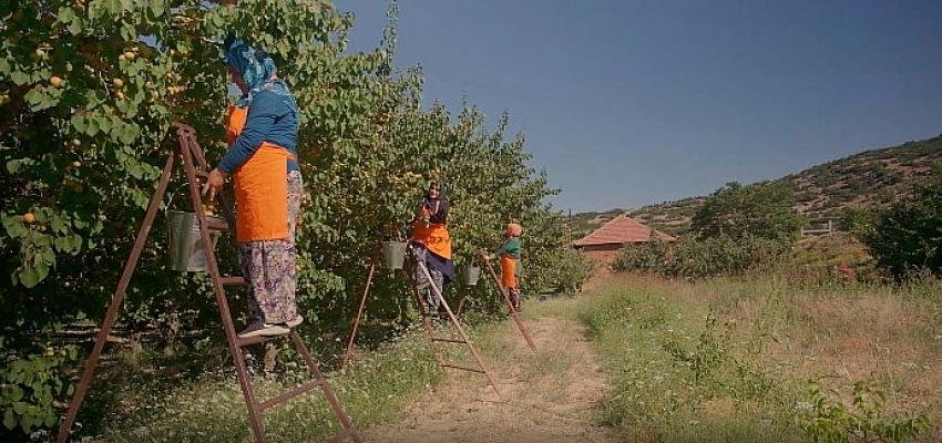 Antalyalı Kadın Üreticilerin Meyveleri Migros Raflarında