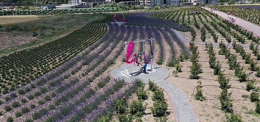 Aromatik Bitkiler Bahçesi’nde Lavantalar Çiçek Açtı