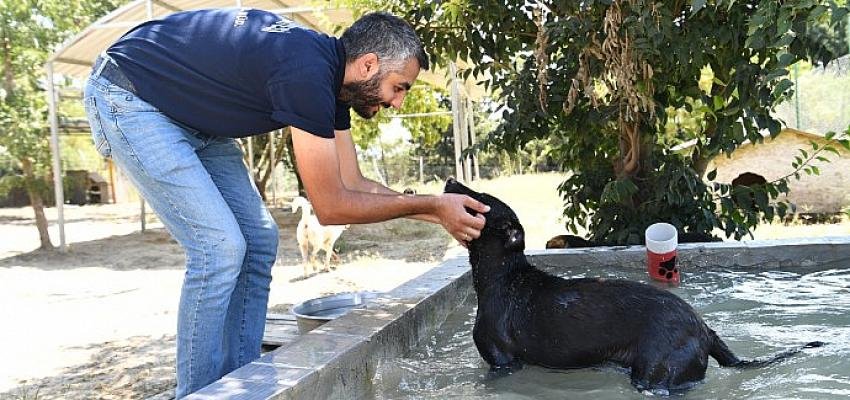 Çukurova Belediyesi Tüm Canlılar İçin Çalışıyor