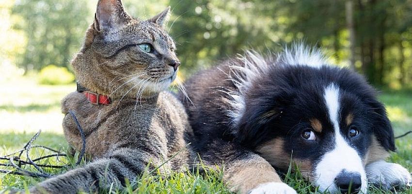 Kedi ve köpeklere kök hücre tedavisi