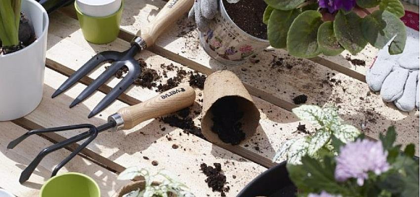 Koçtaş Uzmanları Yanıtlıyor: Saksı Değişimi Nasıl Yapılır