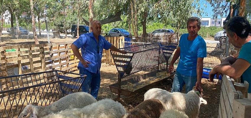 Seferihisar Kurbanlık Pazarı Kuruldu