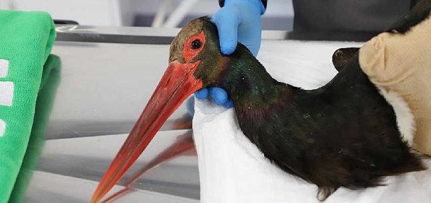 Yaralı Kara Leylek Ormanya’da koruma altında