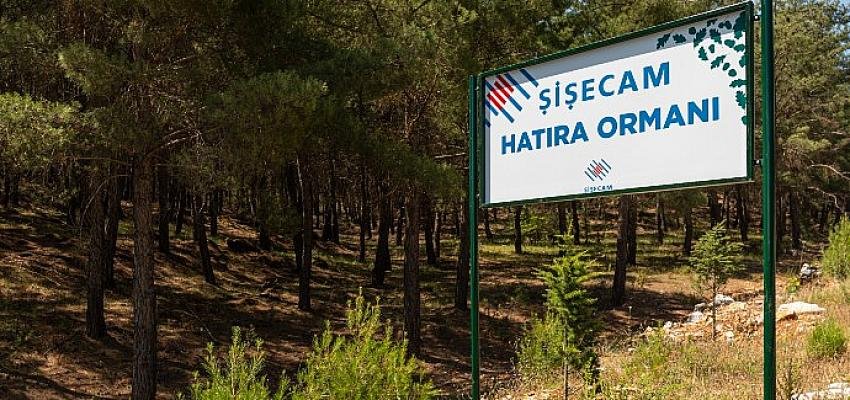 Yatağan’da 400 Dönümlük   Şişecam Hatıra Ormanı