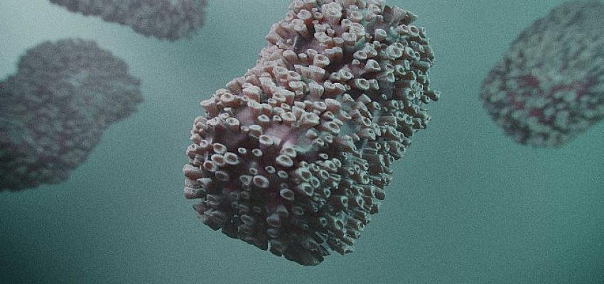 Anatolia Geneworks, Maymun Çiçeği test kitini de geliştirdi