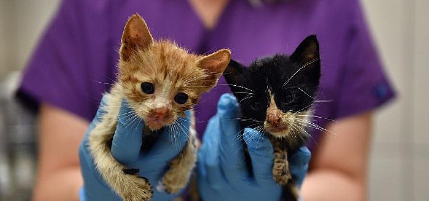 Zifte bulanmış kediler hayata döndürüldü