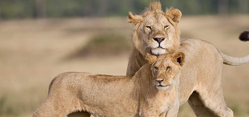 11 Yıl Sonra Ekranlara Dönen Kutuplar Atlası ve Daha Fazlası Ekim’de BBC Earth’te